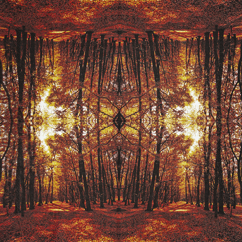 Autumn Forest – Bild 2