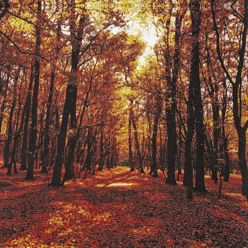 Autumn Forest