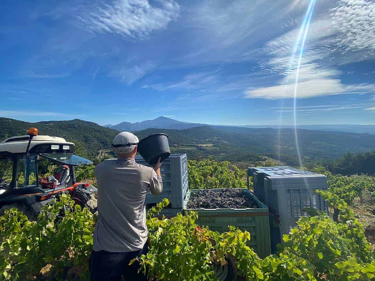 Rotwein „La Ferme Saint-Martin“ (Bio) – Bild 2