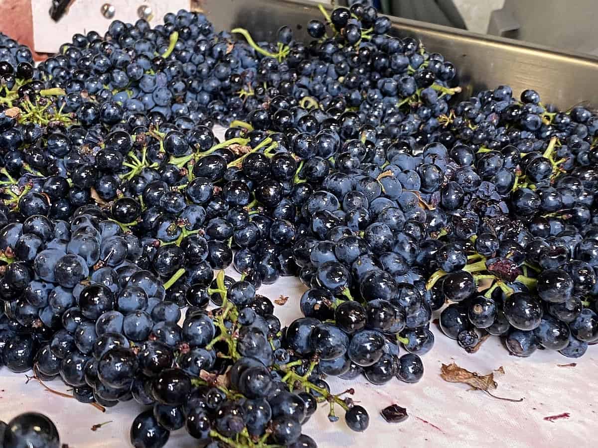 Rotwein „La Ferme Saint-Martin“ (Bio) – Bild 3