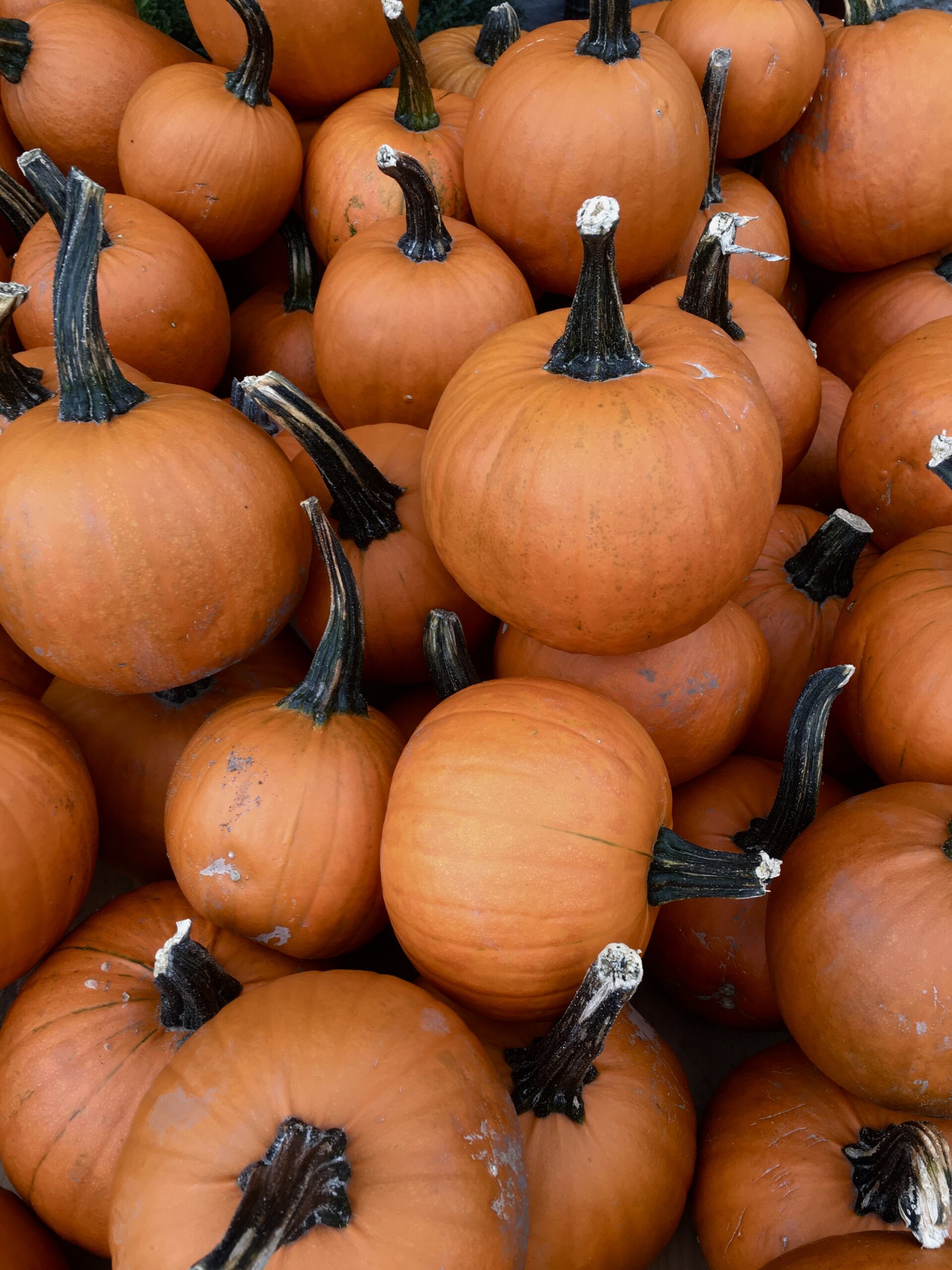 Paint Me Kürbis 1,5kg (Zierkürbis zum Malen und Schnitzen)