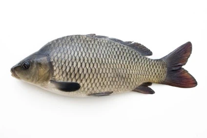 Karpfen lebend – Niederösterreich